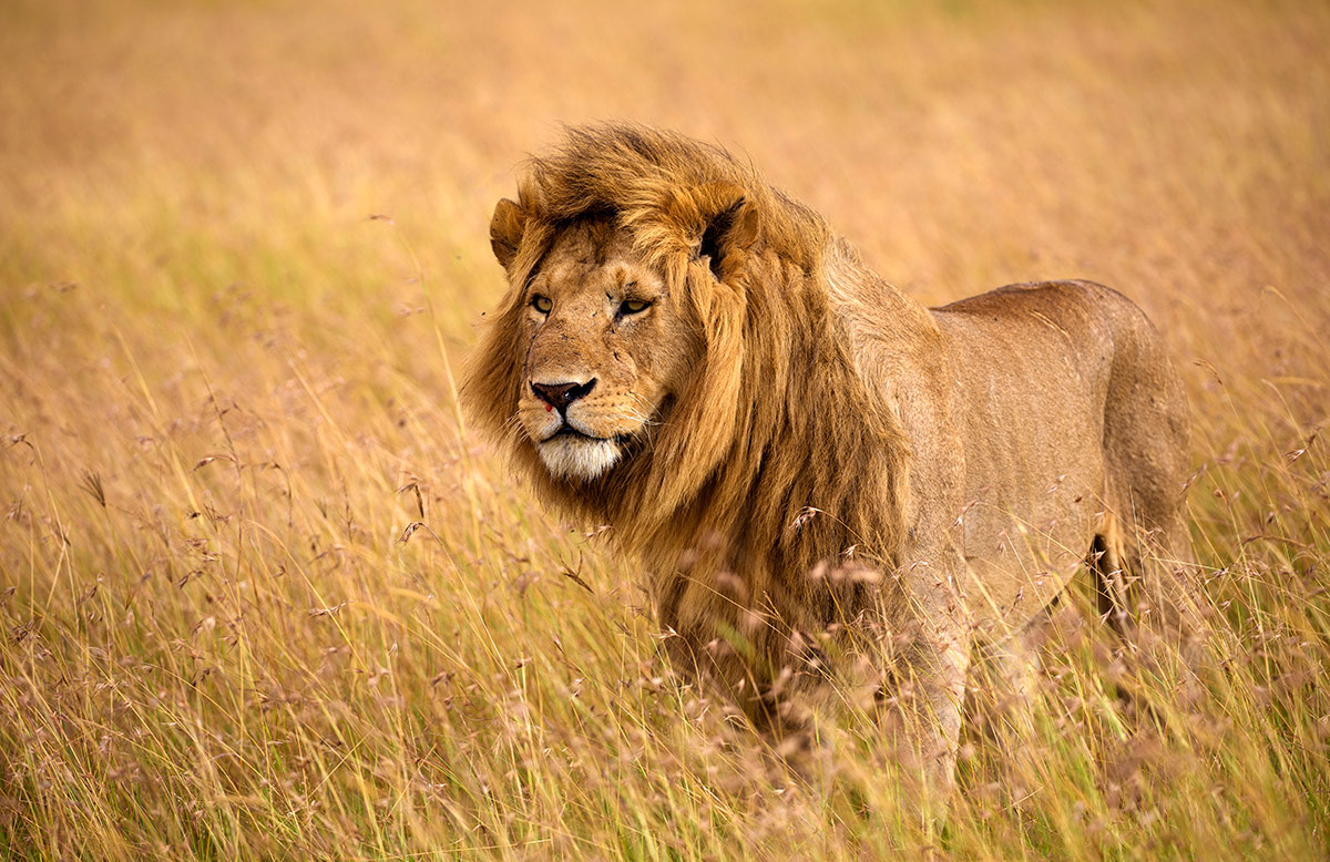 Foto eines Löwen